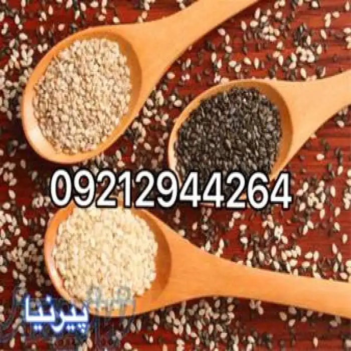 پخش کنجد هندی مخصوص روغن گیری