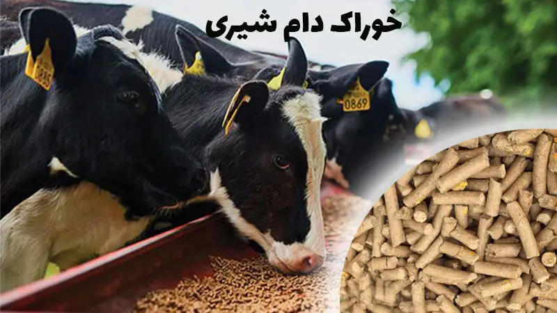 بهترین خوراک دام شیری